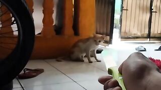 Cat n knife