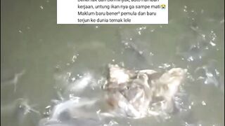 Saya kapok ngasih pakan alternatif lele jenis daging, air dan terpal malah jadi berlemak dan berminyak