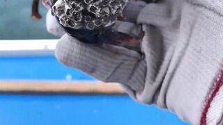 Removal of barnacles from lobster