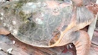 Removing Barnacles