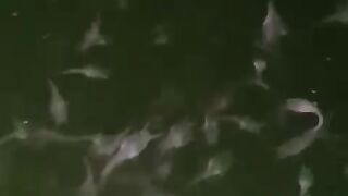 Mau lihat BIBIT LELE sehat dan BERKUALITAS❗Nih saya spill ????