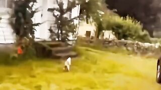 Fanny cats 2