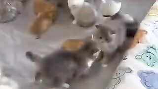 Cat playing 5