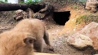 Baby puppies