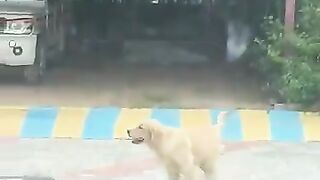AAJ????TO????JIMMY????ISKO... #dog #funny #comedy