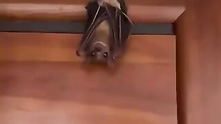 This girl adopted a bat that flew into her house
