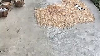cat looking for trouble