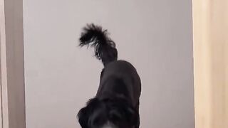 ???????????? 395