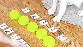 Dog's Funny Challenge#FunnyDog's Video