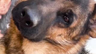 Dogs  funny