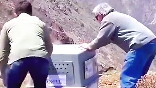 Wild life release the bird