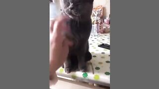 A Minutes of videos of cats acting funny to make you laugh out loud