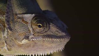 Animals & Wildlife 8K ULTRA HD • Relaxing Music and Nature Sounds 8K TV