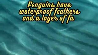 Animal Facts        Penguins          #shorts