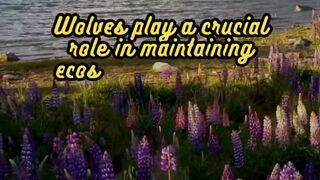 Animal Facts        Wolves          #shorts