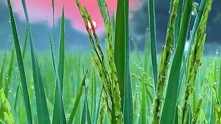 so cute video