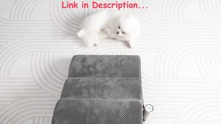 Romrol Dog Stairs Ramp: Safe & Easy Climbing – No Slips, Perfect for Senior Pets with 3-Tier Support