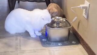 Veken Stainless Steel Cat Water Fountain: Award-Winning Hydration, No More Dehydration – 24/7 Fresh Water