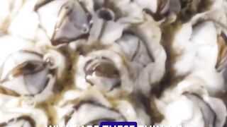 What are barnacles