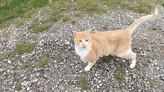 CRYING CAT.