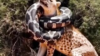 Snake Attack New Video #snake #snakevideo #shorts