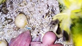 Chroniques de Budgie Bliss #bruits de perruches #perruches #oi #chants de perruches #perruche #perroquet (1).