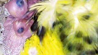 Chroniques de Budgie Bliss #bruits de perruches #perruches #oi #chants de perruches #perruche #perroquet (2).