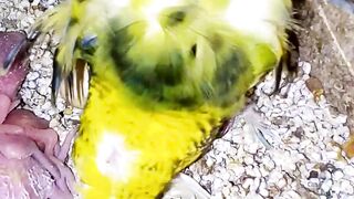 Chroniques de Budgie Bliss #bruits de perruches #perruches #oi #chants de perruches #perruche #perroquet (3).