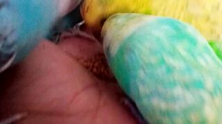 Perruches Alimentation saine Inséparables Animaux de compagnie adorables #oi #amour #perroquet #drôle #meilleur #mignon #beau (21).