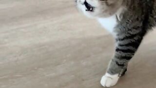 talkative cat