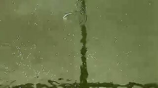 Jika ikan lele lagi MALAS MAKAN jangan dipaksakan❗Segera cek kualitas air kolam