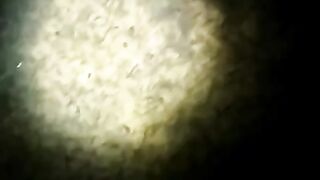 Larva lele sebanyak ini jangan sampai kekurangan pakan, bisa kacau
