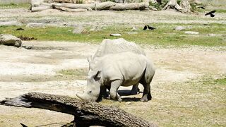 A moment of some rhinoceros eating grass in a field ????