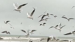 Birds flying 3