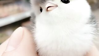 "My Adorable Chubby Friend: The Ultimate Pet"