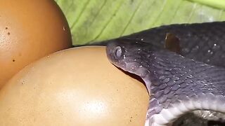 Egg Eater