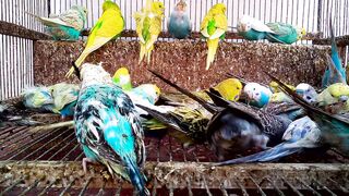 色はセキセイインコの遊び心に影響を与えるでしょうか.