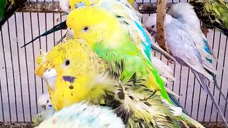 잉꼬의 색깔은 왜 이렇게 밝고 아름답나요 그들의 다채로운 세계를 발견해보세요!.