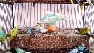 セキセイインコはなぜ色で遊ぶのが好きなのでしょうか.