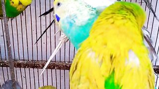 Wellensittich-Bliss-Chroniken #Wellensittichgeräusche #Wellensittichsittich #Vögel #Wellensittichgesang #Wellensittich #Papagei (6).