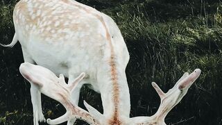 natural beutiful animal