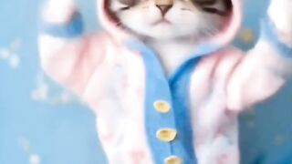 cute cat videos //cute cat dance //Dancing Cat //cat dance video