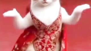cute cat dancing video //Dancing Cat //cat beautiful dance