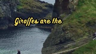 Animal Facts          Giraffes        #shorts