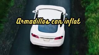 Animal Facts         Armadillos         #shorts