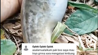 Cara mengobati ikan lele KEMBUNG