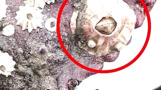 CRAB BARNACLE REMOVAL!