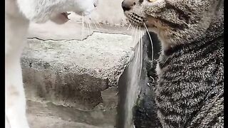 cat voice fight