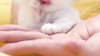 cute kitten 11