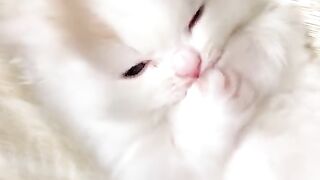 cute kitten 14
